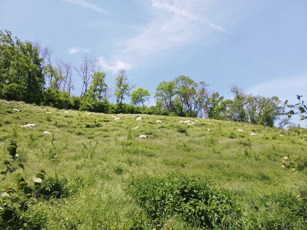 Nature et rando&nbsp;:: Découvrir la flore de la montagne Saint Pierre